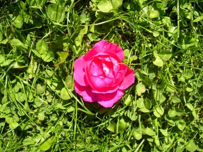 Blossom pink red