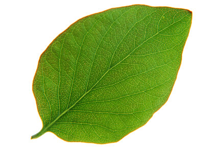 Green leaf isolated on white photo