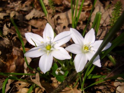 Avar nature spring