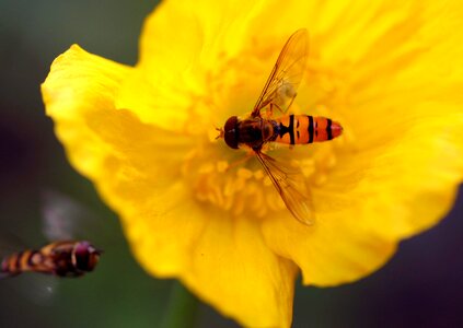 Macro garden flowers
