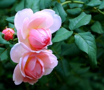 Buds old world roses thorns