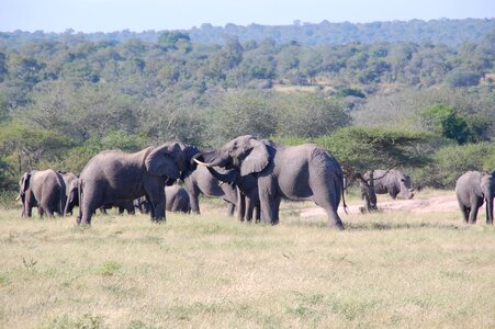 Wildlife animals elephants photo
