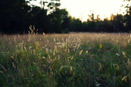 Not very suprising, but the sun did set once more in Småland, Sweden photo