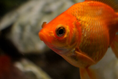 Goldfish photo