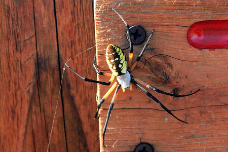 Yellow Garden Spider photo