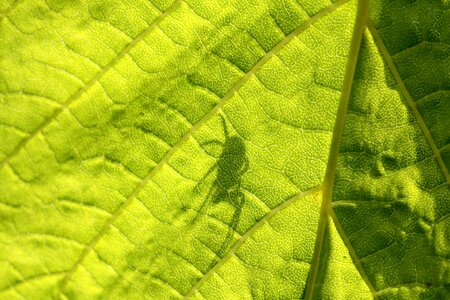 Shadow spider detail