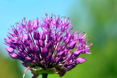 Beautiful Flowers bloom blooming