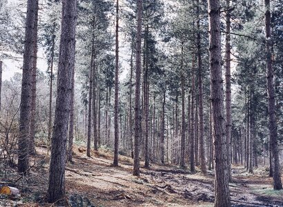 Coniferous forest trees nature photo