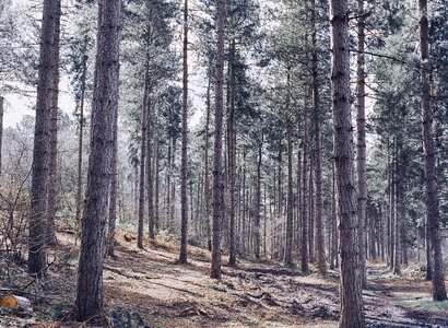 Coniferous forest trees nature