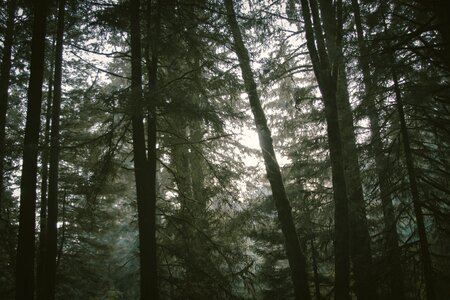 Forest photo