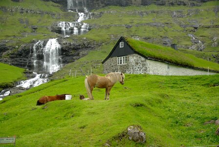 Cascade horses fjord