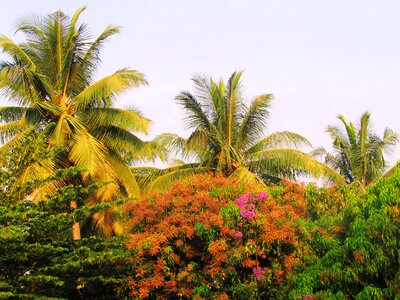 Palms coconut flowering photo