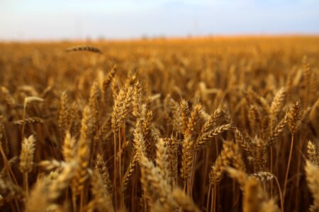 Wheat summer hervest photo