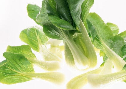 Water pouring on chinese cabbage bok choy photo