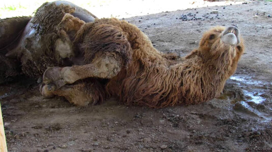 Bactrian Camel-4 photo