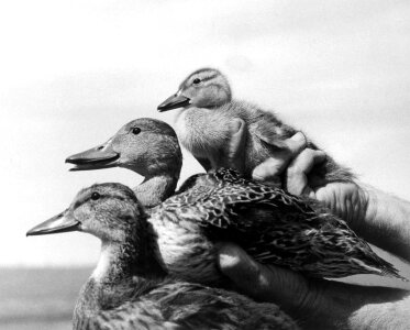 Historical Waterfowl Survey-2