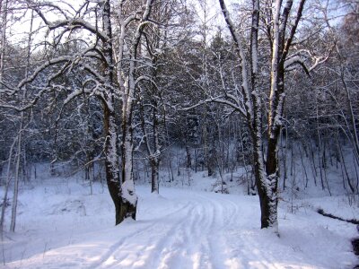 Cold season frost photo