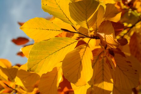 Yellow brown golden autumn