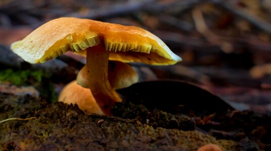 Daylight detail fungi photo