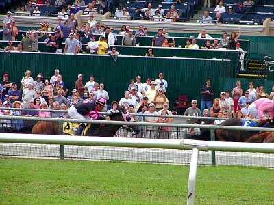 Horses race photo