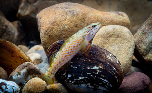 Redline darter -3