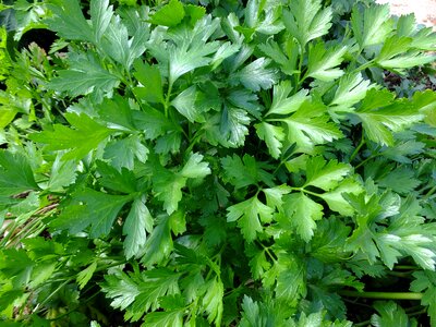 Kitchen cook green
