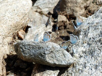 Lycaenidae common bläuling blue photo