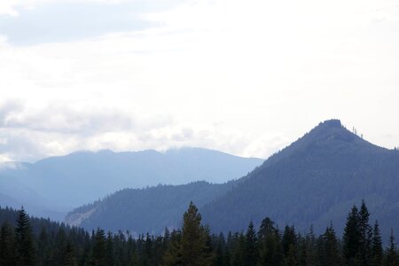 Dust foggy forest photo