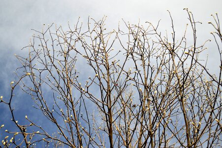 Pattern landscape small fresh