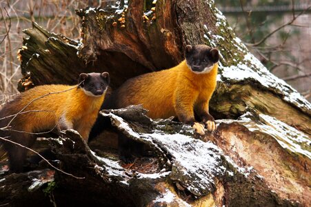 Predators animals nature