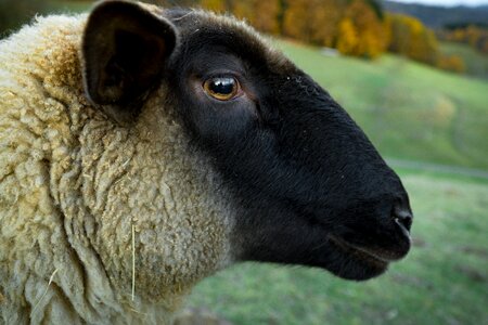 Animal beautiful photo black