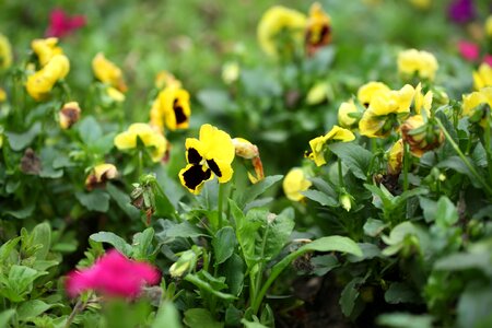 Spring green plant
