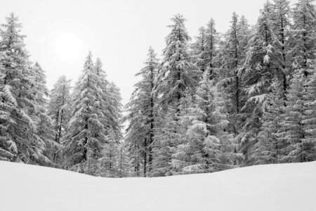 Nature winter snowy