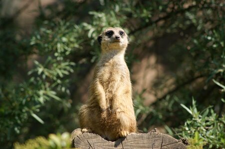 Meerkat africa zoo photo