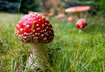 Amanita Mushrooms in the Grass photo