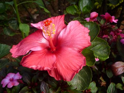 Bloom close color