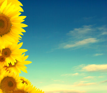 yellow sunflowers on blue background photo