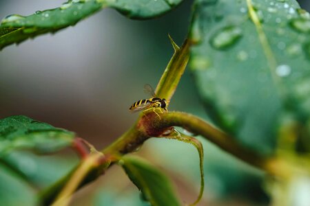 Branches green leaf insect photo