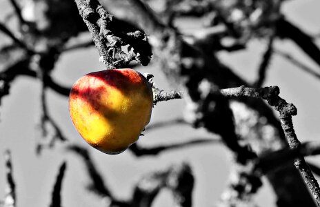 Apple black black and white