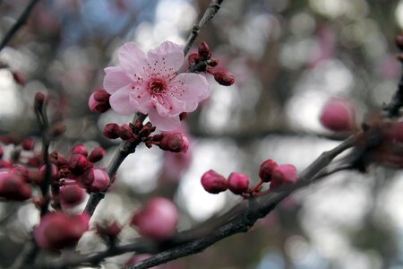 Flower tree pink