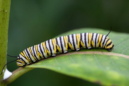 Bug butterfly larva photo