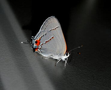Wing wildlife bug photo