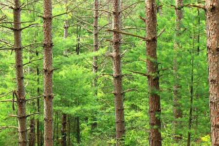 Bark branch conifer photo