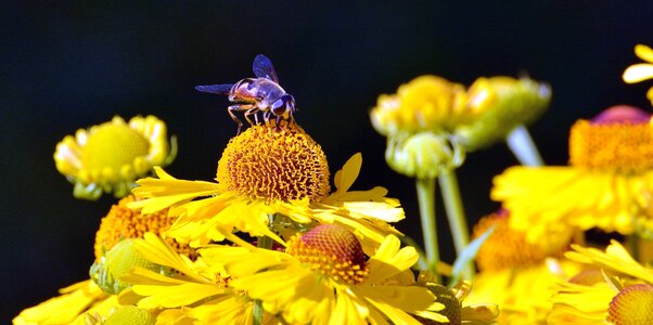 Bee bloom blossom photo