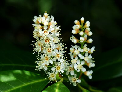 White bud bush