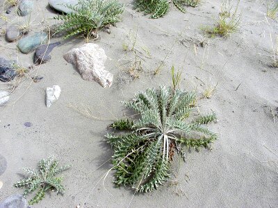 Beach tropical coast photo