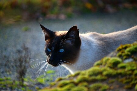 Felidae eyes blue eye photo