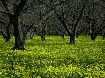 Forest grass plants photo