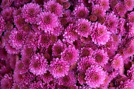 Purple bloom blossom