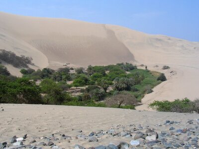 Oasis sand trees photo